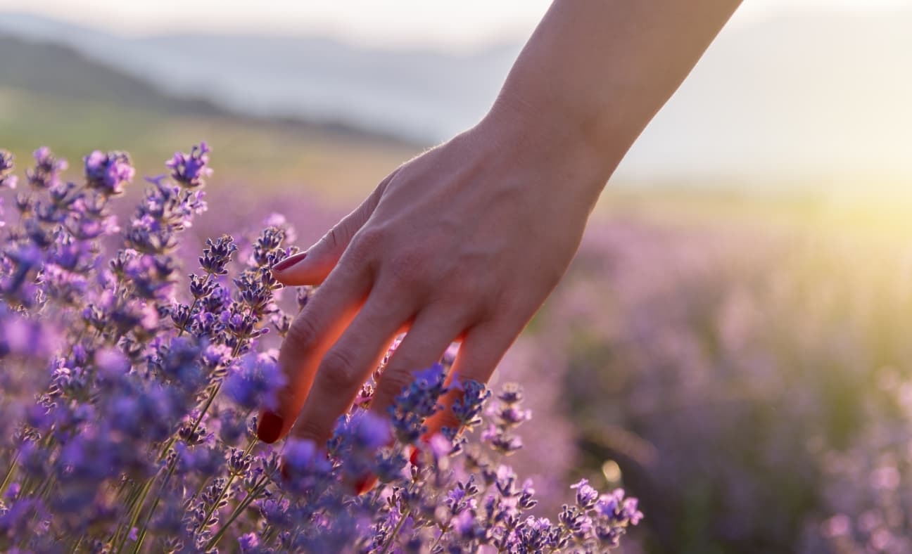 A hand with painted fingernails gently touches flowers in a field during sunset.