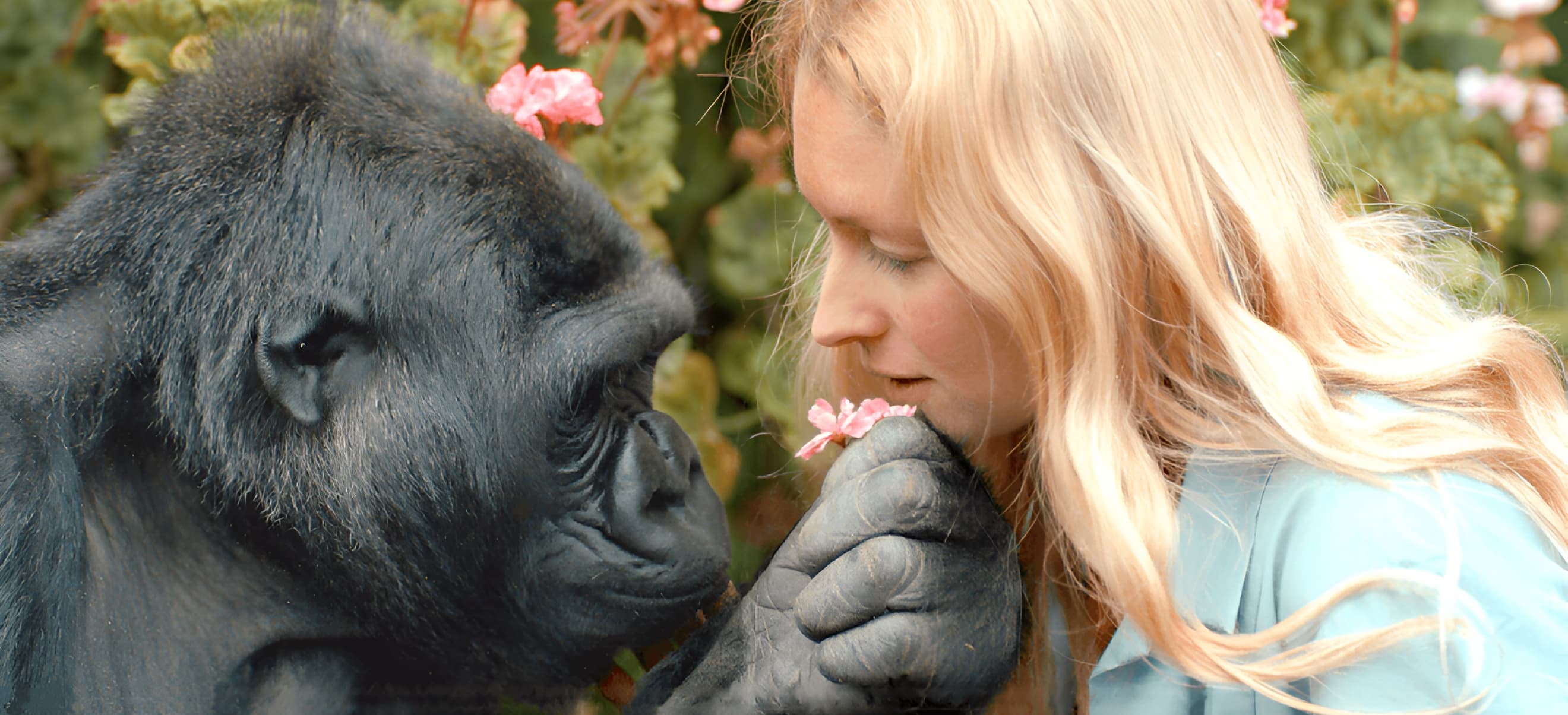 a young Koko the gorilla handing a small pink flower to Dr. Penny Patterson