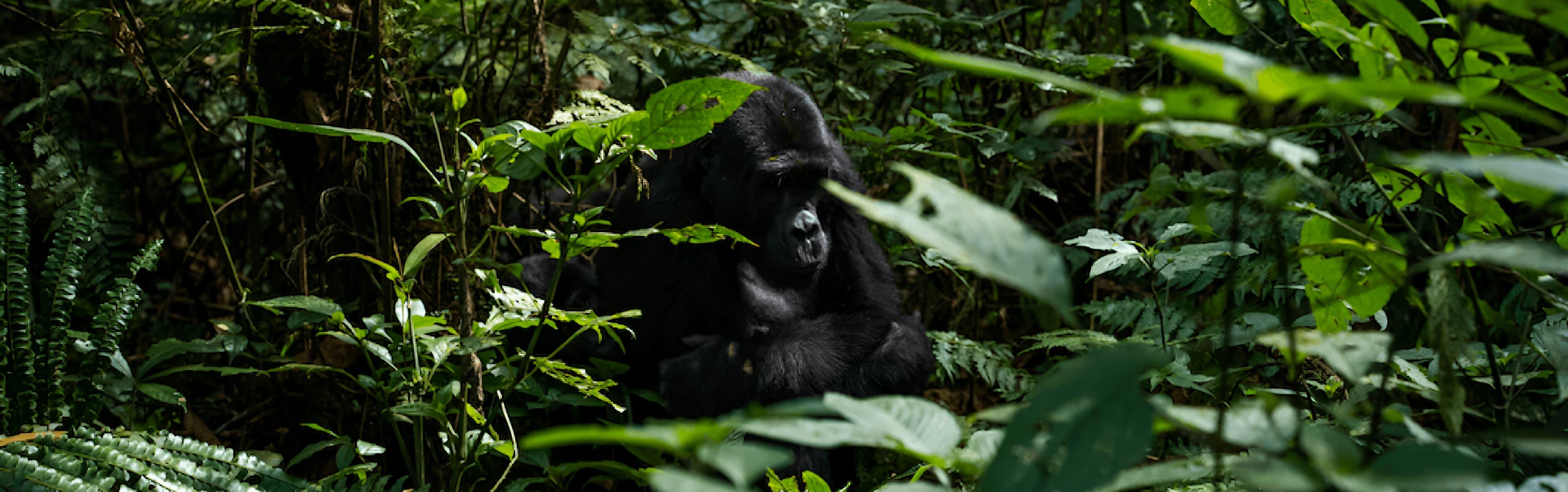 A gorilla sits amidst thick, lush greenery, partially obscured by leaves and plants in a forest environment, just like the intuitive nature within the Koko signs app by ArcTouch.
