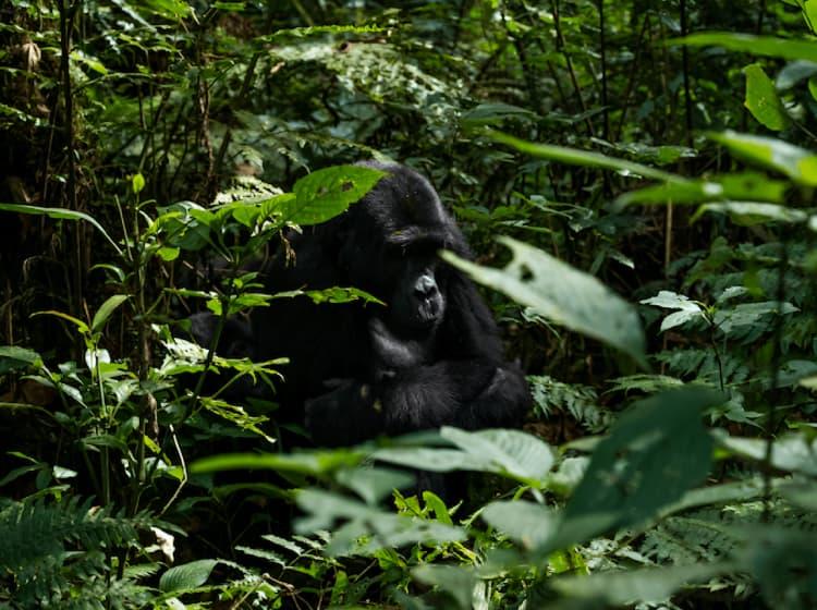 A gorilla sits amidst thick, lush greenery, partially obscured by leaves and plants in a forest environment, just like the intuitive nature within the Koko signs app by ArcTouch.