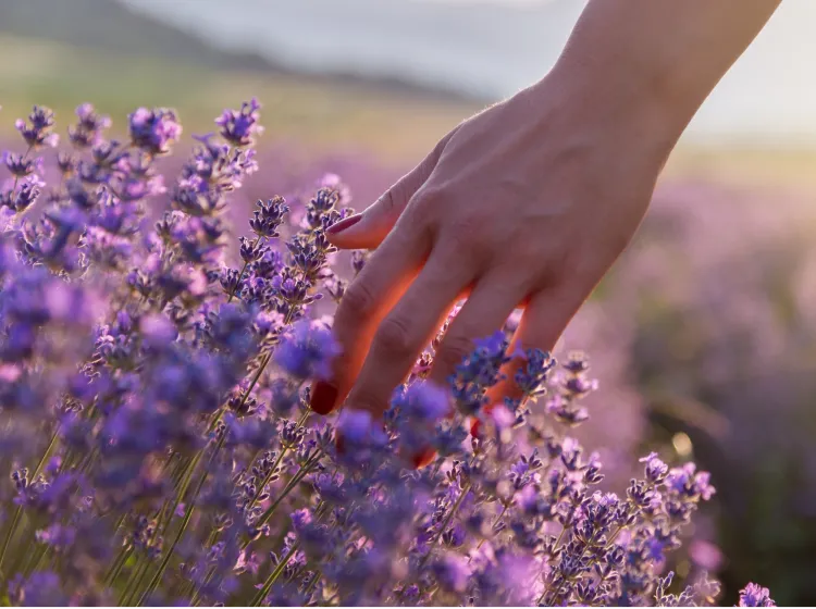 A hand with painted fingernails gently touches flowers in a field during sunset.