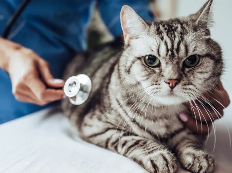 A cat getting examined by a veterinarian.