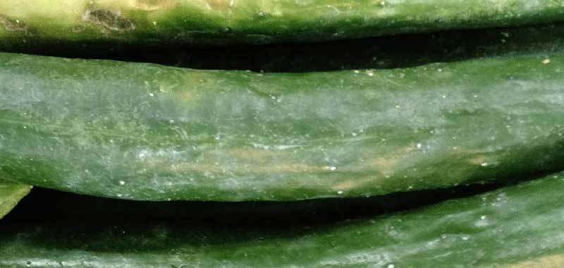 zucchini or cucumber